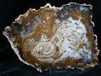 Brilliant Hubbard Basin Petrified Wood Slab - x #7624-1